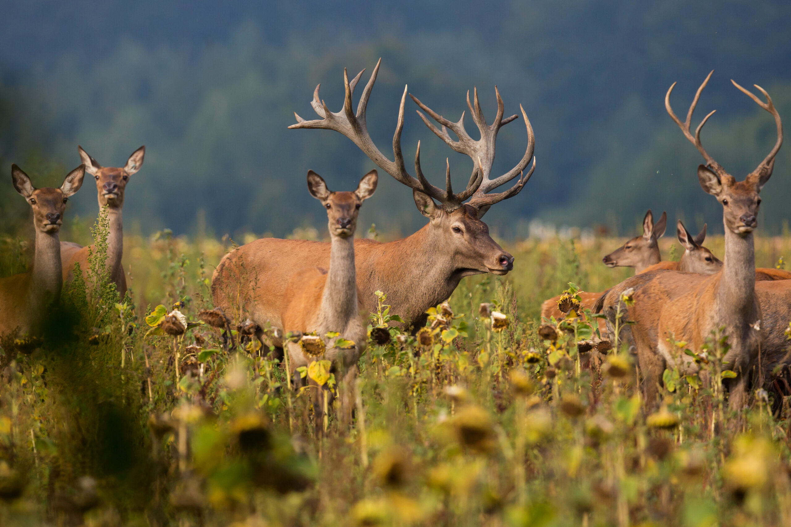 red-deer-nature-habitat-deer-rut